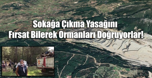 Sokağa Çıkma Yasağı Bahane, Ağaç Kesmek Şahane