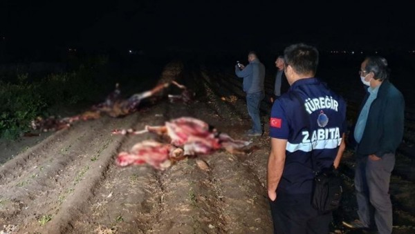 Tarlada At Keserken Yakalandılar, Parçalanmış Atları Bırakıp Kaçtılar