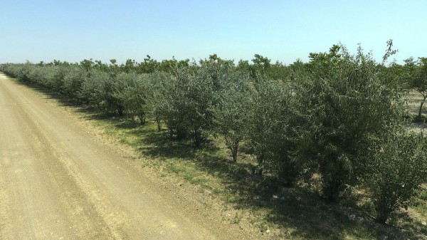 AKP'li Belediye Bir Ormanı 85 Bin Ağacı Sökerek Yok Etti
