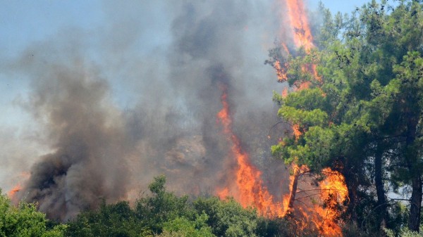 Muğla'da Orman Yangını