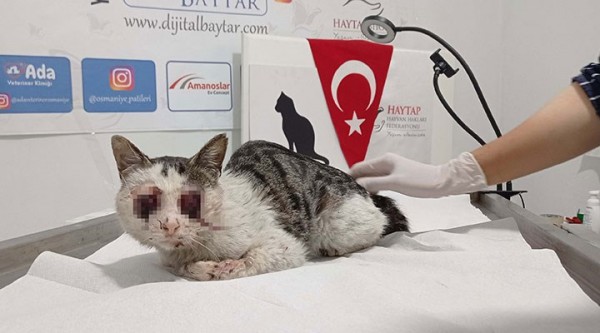 Sokak Kedisinin Gözlerini Oyup Yol Kenarına Fırlattılar