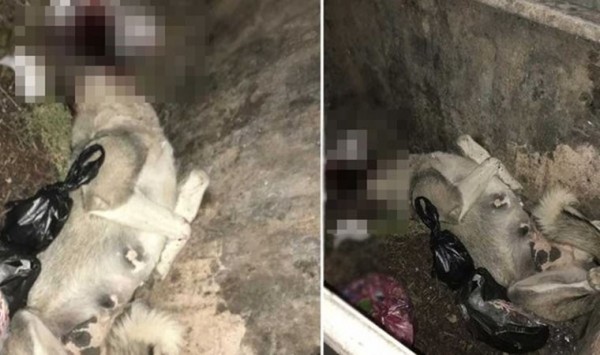 İHA Edirne Temsilcisi, Sokaktaki Köpeği Av Tüfeğiyle Öldürdü