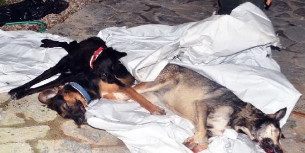 Muğla'da 7 Köpeği Öldürdüler 