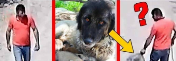 Yeni Doğum Yapan Köpeğe Tecavüz İddiası 