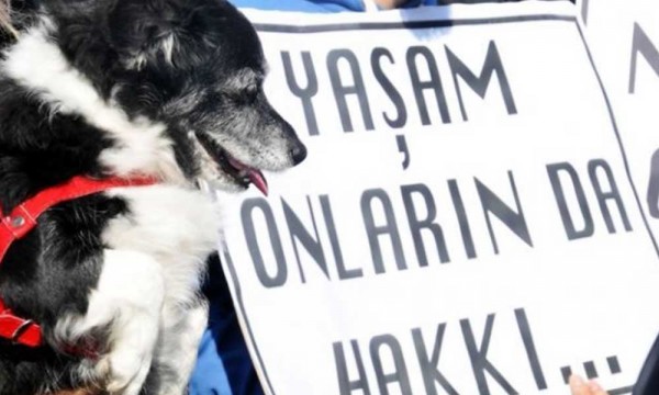 Sakarya'da Vahşet: Çöplükte 17 Ölü Köpek Bulundu