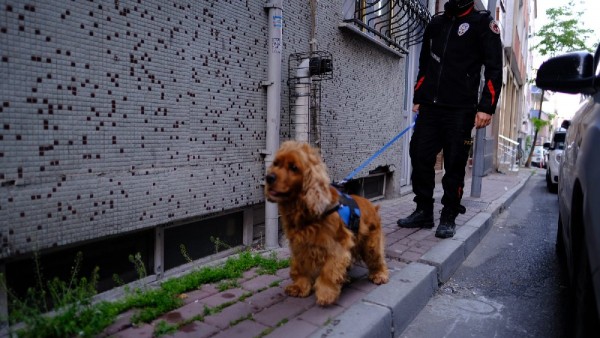 Kenevir Tarlasına Dönüştürülen Evlere Baskın 
