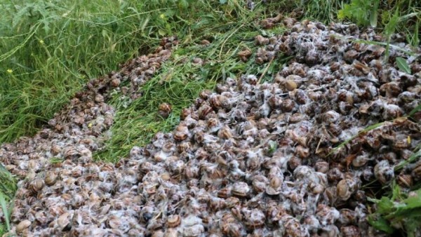 Afyonkarahisar'da Kaçak Olarak Toplanan 5 Çuval Salyangoz Ele Geçirildi
