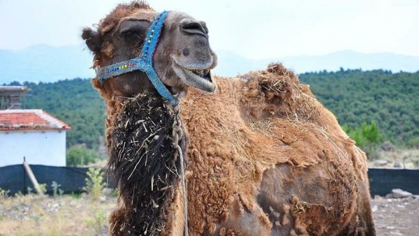 Bir Zamanların Şampiyonu Şimdi Kurbanlık Oldu