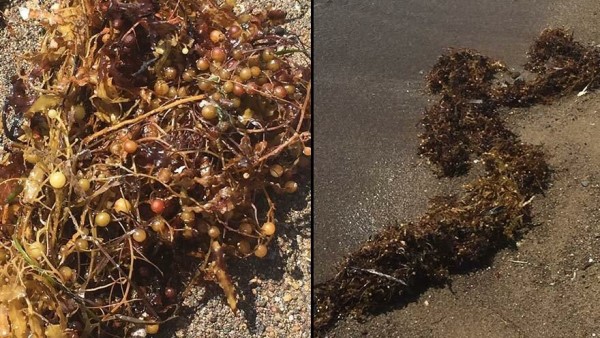Deniz Ekosistemini Tehdit Eden Yeni Bir Bela: İzmir'de Sargassum