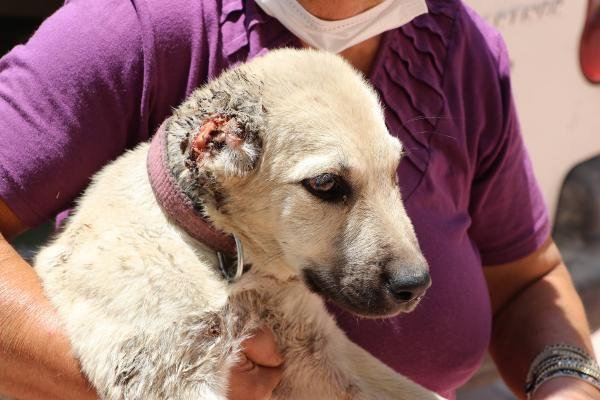 İki Köpeğin Kulaklarını Kesip Sokağa Attılar