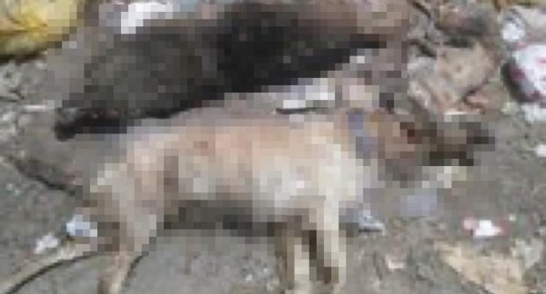 Çanakkale'de 30'a Yakın Kedi ve Köpek Zehirlenerek Öldü