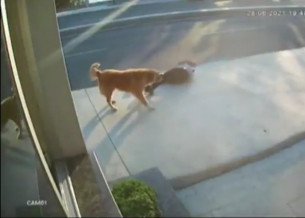 Aniden Havlayan Köpekten Korkup Yola Atlayan Kişiye Kamyon Çarptı