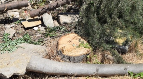 AKP'li Belediye, Otopark Yapmak İçin Onlarca Ağaç Kesti
