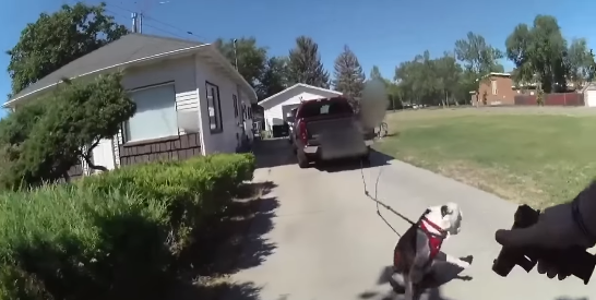 Bir Polis Kendisine Saldıran Pitbull Cinsi Köpeği Vurdu