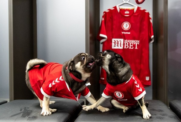 Bristol City Yeni Sezon Formalarını Köpekler Üzerinde Tanıttı