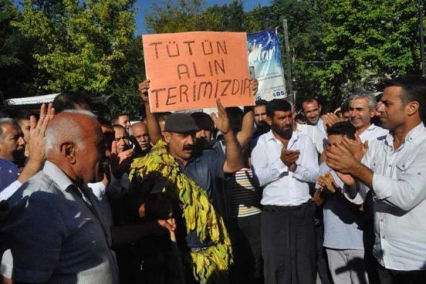 Tutuklanan Tütün Üreticisi: AKP'li Başkan Bize Sinkaflı Küfür Etti
