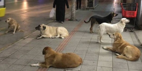 Başıboş Köpek Tarafından Isırılan 8 Yaşındaki Çocuk Hastanelik Oldu
