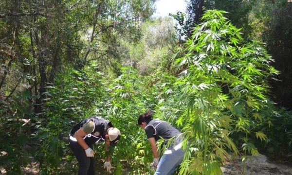 Hazine Arazisinde Hint Keneviri Tarlası Açtılar