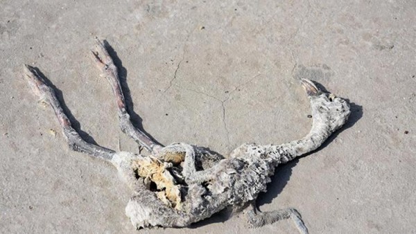 Konya Valiliği Flamingo Ölümleriyle İlgili Soruşturma Başlattı