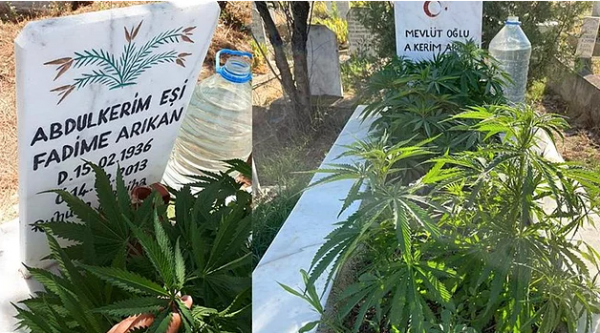 Anneanne ve Dedesinin Mezarına Çiçek Yerine Kenevir Ekti