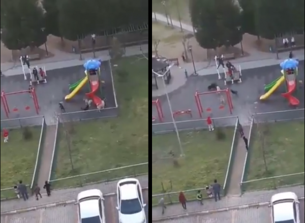 Başakşehir'de Bir Çocuk Parkına Başıboş 'Köpek Çetesi' Baskın Yaptı