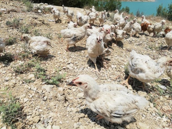 Göl Kenarına Bırakılan 300 Civciv Ölüme Terk Edildi