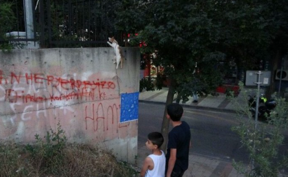 İstanbul'da Bir Kediyi Boğazına İp Bağlayıp Astılar
