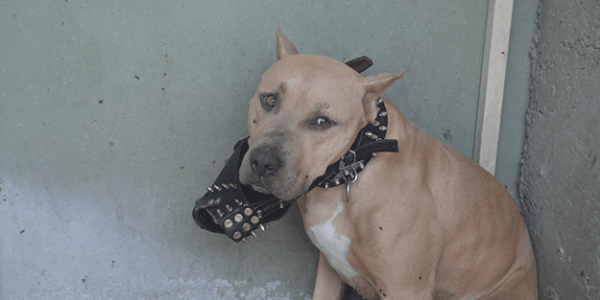 Afyon'da Köpek Saldırısı: Pitbull Saldırısına Uğrayan İki Kişi Yaralandı