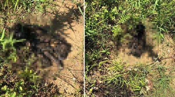 Sarıyer'de Yavru Köpek Yakılarak Katledildi
