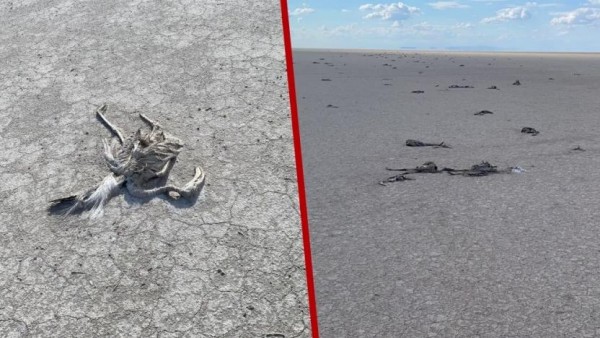 Flamingo Ölümleri Meclis Gündeminde
