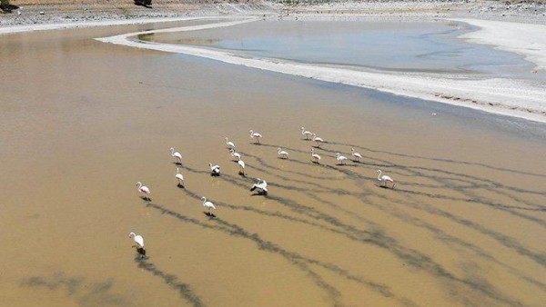 Flamingolar Kurutulan Yalıntaş Göleti'nde Yaşam Mücadelesi Veriyor 