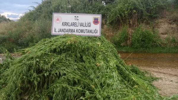 Kırıklareli'nde 108 Bin 200 Kök Hint Keneviri Ele Geçirildi