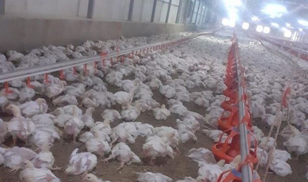 Malatya'da Sıcaklık Nedeniyle 35 Bin Tavuk Öldü