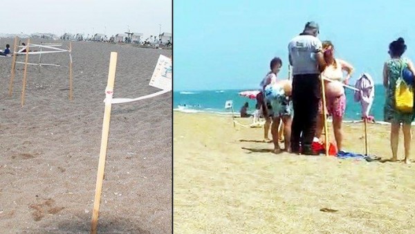 Caretta Carettaların Yuvaları Üzerinde Güneşlendiler
