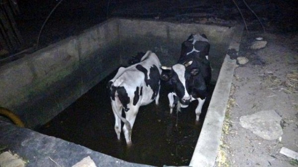 Manavgat'taki Yangın Nedeniyle Bir Ahırda 30 Hayvan Telef Oldu