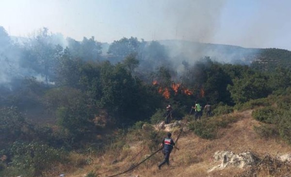 Balıkesir Savaştepe'de Orman Yangını
