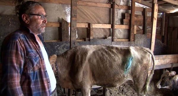 Otlayan Büyükbaş Hayvanları Bıçaklayıp Kuyruklarını Kestiler