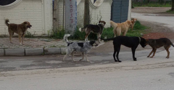 Hendek İlçesinde Başıboş Köpek Sorunu Büyüyor