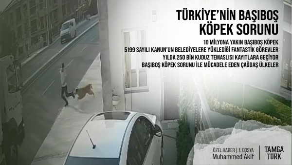 ÖZEL HABER | Türkiye’nin Başıboş Köpek Sorunu