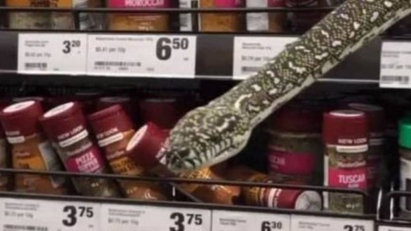 Süpermarkette Baharat Reyonundan 3 Metrelik Piton Çıktı