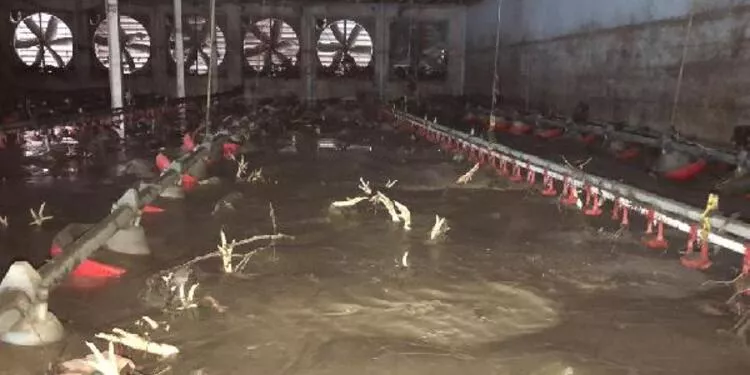 Bartın'da Yaşanan Selde 24 Bin Tavuk Telef Oldu