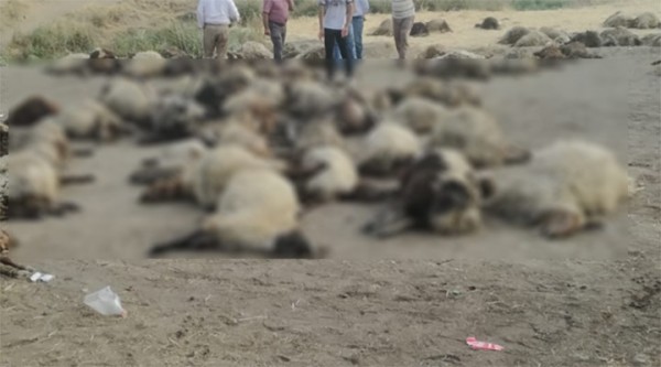 170 Koyun Boğularak Öldü