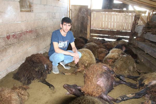 Ağıla Giren Kurt 40 Koyunu Öldürdü, 6 Koyunu Yaraladı