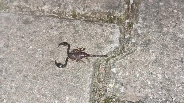 Zonguldak'ta Bir Mahallede Evlere Zehirli Akrepler Girmeye Başladı