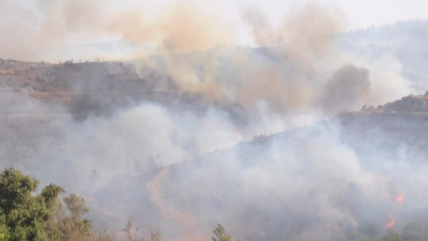 Muğla Bodrum'da Orman Yangını