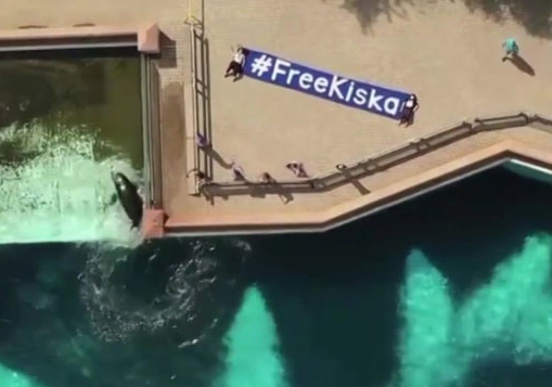 Kanada'nın Tutsak Ettiği Son Orka Kiska Kendisini Öldürmeye Çalışıyor