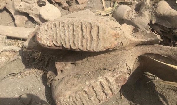 Tarladan 'Fil Fosili' Çıktı