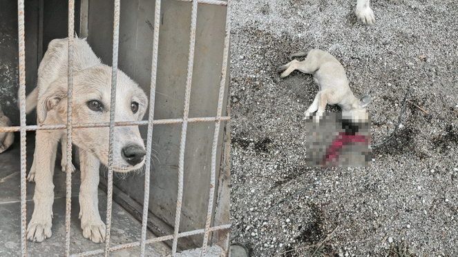 AKP'li Belediyenin Aracıyla Yol Kenarına Atılan 20 Yavru Köpek Öldü