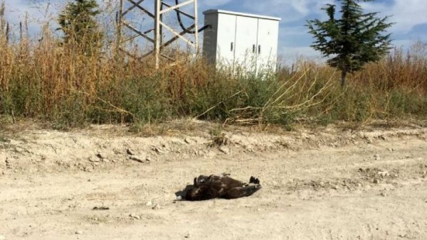 Bulgaristan'da Verici Takılan Kartal Konya'da Öldü