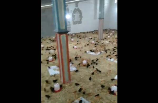 İşgalci Çin, Doğu Türkistan'da Bir Camii Tavuk Çiftliğine Çevirdi